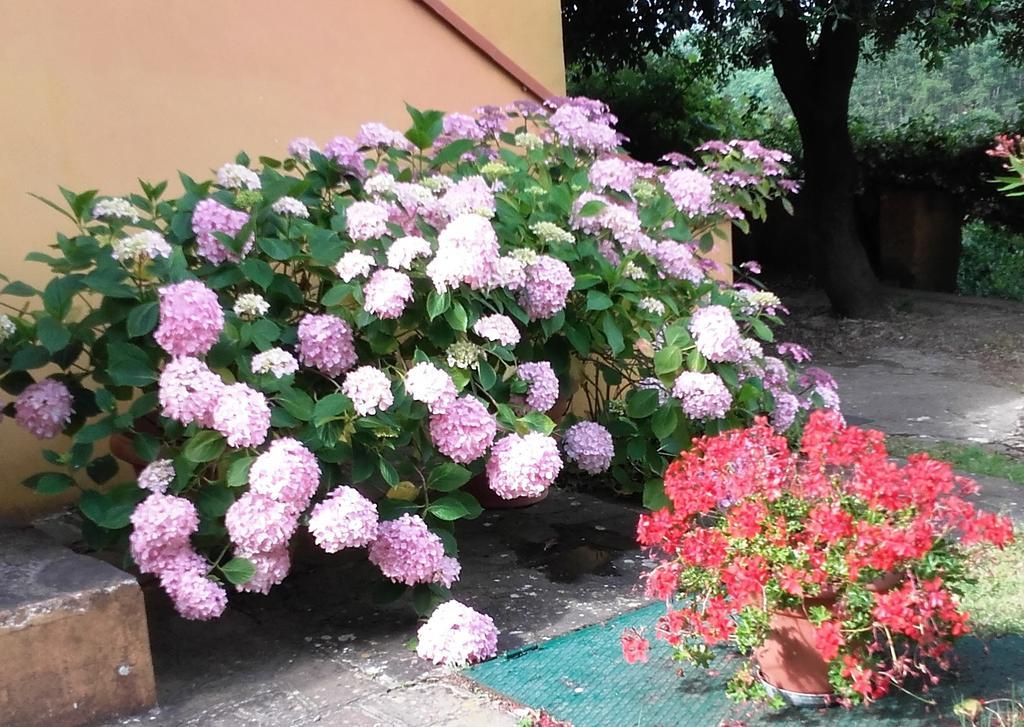 Agriturismo Poggio Al Tesoro Crespina Exterior foto